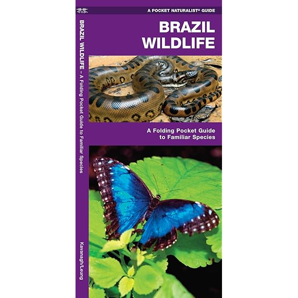 Brazil bird ブラジル　バード　アキツユコ Brazil bird ブラジル バード アキツユコ